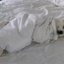 개바라기 이미지