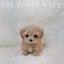 지에스25(GS25)송파잠실점 이미지