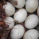 구산농장 이미지