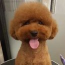 청순하개 이미지