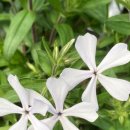 향플록스 화이트퍼퓸, 차가플록스 흰색 Phlox divaricata ‘White Perfume’, 이미지