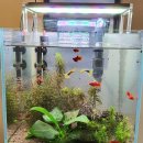 1984나폴리 꽃반지점 이미지