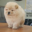 차우차우