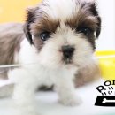 가정견1회분양 이미지