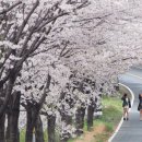 매화 공설시장 이미지