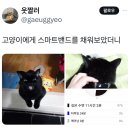 고양이에게 스마트 밴드를 채워 보았다 이미지