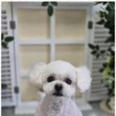 우리동네 펫샵 이미지