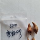 칼로사 댐즐플라이로 이미지