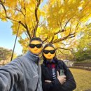 도봉 역사문화 길(1코스-연산군묘와 은행나무 길) | 2025년 도봉구 방학동은행나무 절정~방학동 윈당샘공원~연산군묘(2025.11.3)