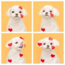 러블리독 이미지