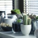 그린인테리어 홈가드닝 이미지