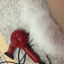복슬 강아지 이미지