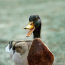 미운오리농장 이미지