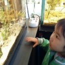 정글쥬쥬