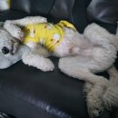 개린이보호구역 이미지