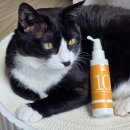 캣플라워 | 고양이 치석 연화제 캣디피 텐스 스프레이 치약으로 편하게 구강 케어