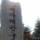 울진소나무 이미지