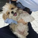 우리집 똥강아쥐 이미지