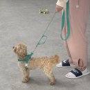 반려인학교 | 강아지 훈련소 비용 화성 애견훈련 반려인학교 교육 후기