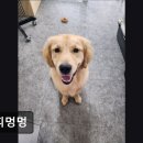 쁘띠멍멍 이미지