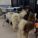 김포도그 이미지