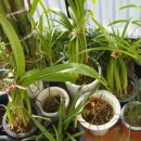 만의약초방 이미지