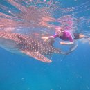 머지고래 이미지