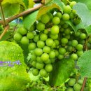 포도가 있는 풍경 이미지