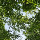 꽃차소믈리에 자격증과정(자격증) 이미지