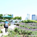 태화강국가정원 이미지