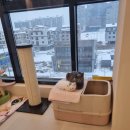 발리애견호텔 이미지