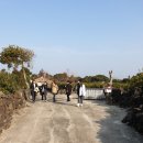 제주놀멍민박 | [제주도 가족 여행 숙소 추천]제주 성산일출봉 독채 민박 "수산리677"