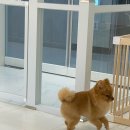 희망 애견 미용실 이미지