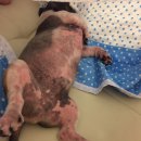 스킨앤이어동물병원 이미지