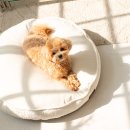 우주펫 | 초코펫 강아지방석 쿠션 사계절 우주방석 2.0 소형 리뷰 - 가격과 효용 분석