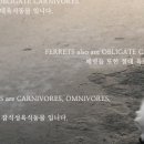 싱포밀 이미지