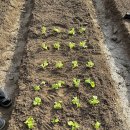 금천농장 이미지