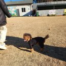 힐링펫샵 이미지