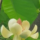 Magnolia 이미지