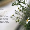 사랑에 답함 - 나태주 이미지