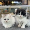 도그하우스 애견샵 이미지