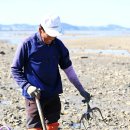 서산갯마을낙지 이미지