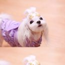 피치블러썸 이미지