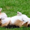 행복한강아지 이미지