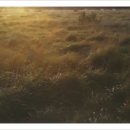 이영춘「들풀」 이미지