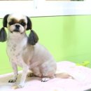 강실장펫살롱 이미지