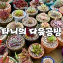 타니의다육공방 이미지