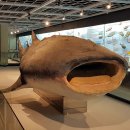 부산해양자연사박물관 이미지