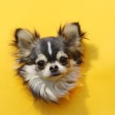 댕댕라운지 이미지