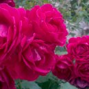 철마초등학교 이미지